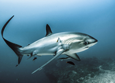 Diving Places - Malapascua - Philippines